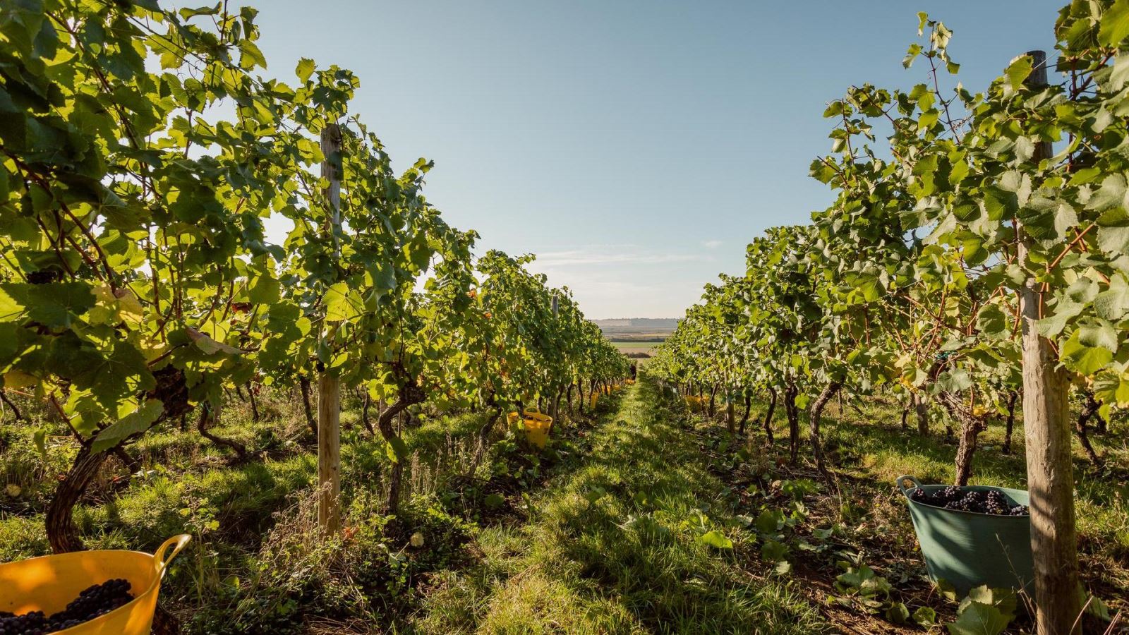 Clayhill Vineyard in Essex